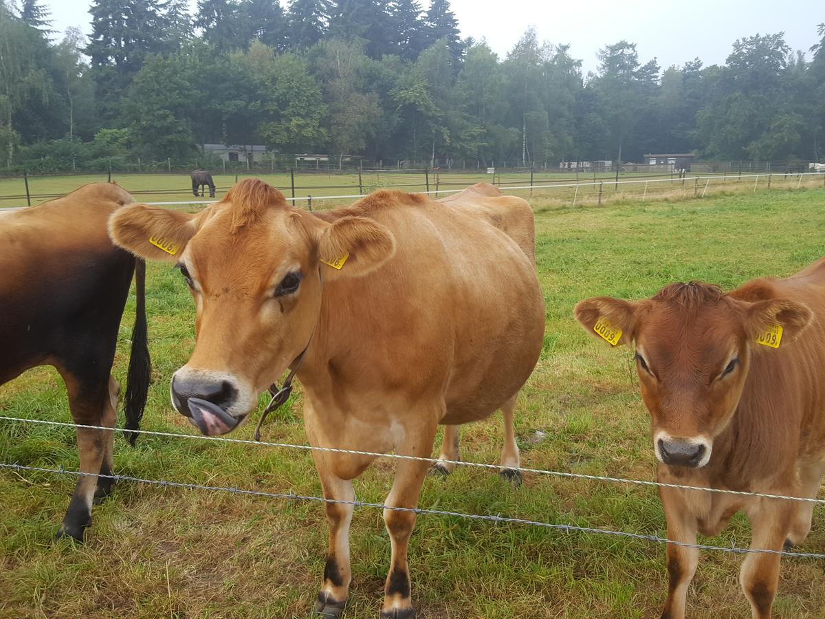 De Priesnitzhoeve Laag-Soeren Luaran gambar