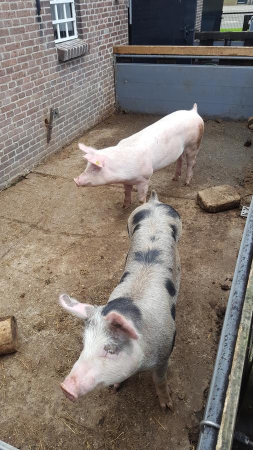 De Priesnitzhoeve Laag-Soeren Luaran gambar